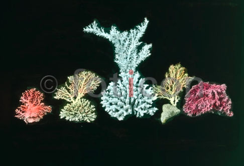 Korallen | Coral (foticon-600-simon-meer-363-065.jpg)